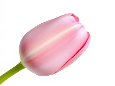 Pink Tulip Flower Realistic Model Pack Low-poly 3D model