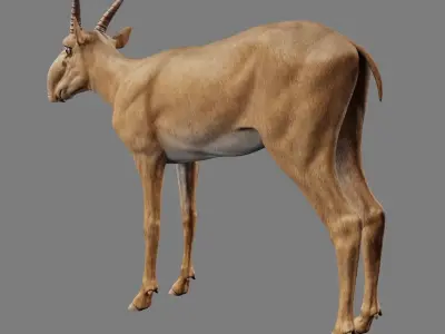 Saiga Antelope Without Bone Low-poly 3D model