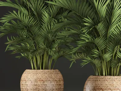 Decorative palms Howea 2 3D model