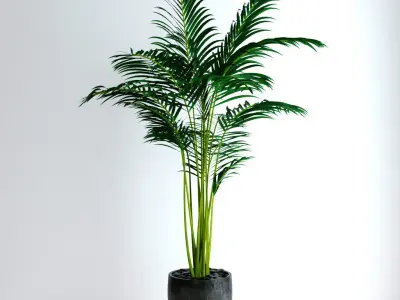 Areca Palm 3D model purchase
