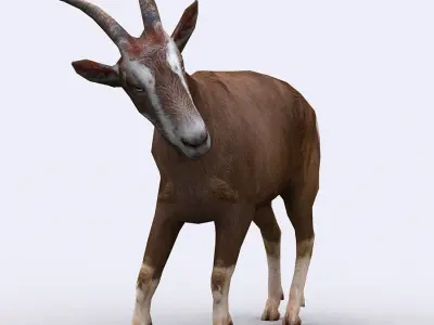 3DRT - Goat Low-poly 3D model