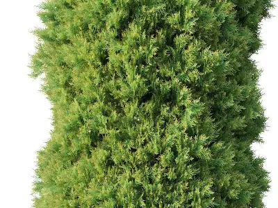 Golden oriental arborvitae Nr1 Five sizes 2-6m 3D model