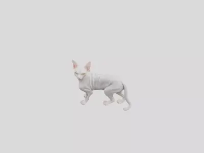 White sphynx cat realistic Low-poly 3D model