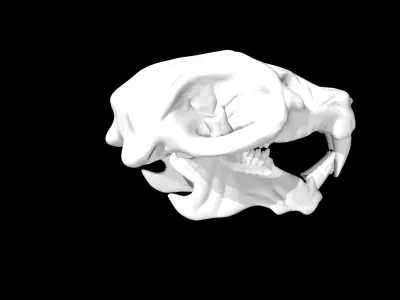 Rat Skull Low-poly 3D model purchase