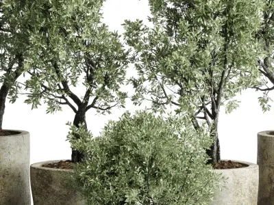 outdoor plant set 154 pot old olive tree concrete old vase Low-poly 3D model