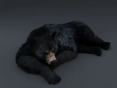 Black Bear 3D model get