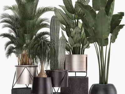 Collection of indoor plants in luxury flower pots 1106 3D model