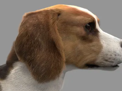 Beagle Fur Animated Rigged 3D model