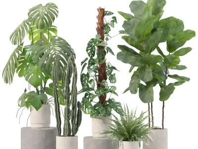 Plants collection 212 - monstera ficus cactus fern 3D model