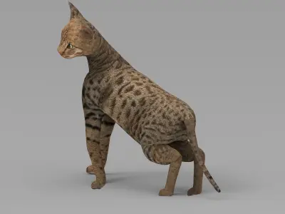 3D Cat Rigged model game ready  Low-poly 3D model