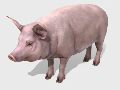 Pig - Female Low-poly 3D model