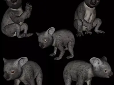 t13-koala koala bear praying 3D model