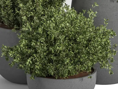 Outdoor Plants tree 05 3D model