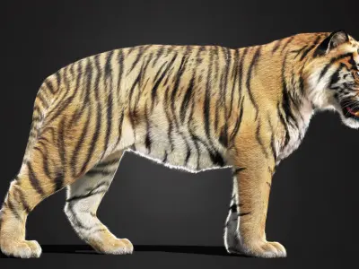 Tiger 2025 static Xgen Core 3D model