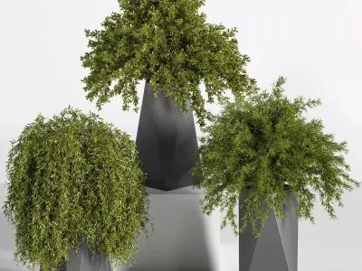 Indoor Plant set 08 3D model