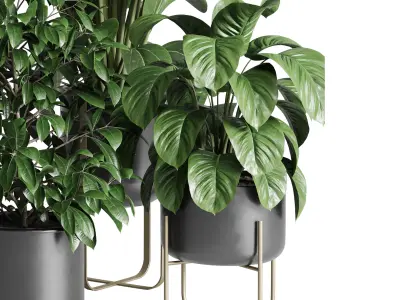 Collection indoor plant ficus rubbery monstera palm stand 3D model