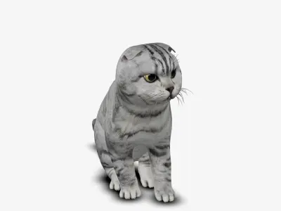 cat kitten Scottish Fold 3D model