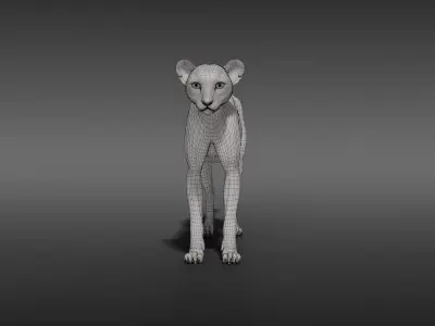 Young Cheetah Model 3D model