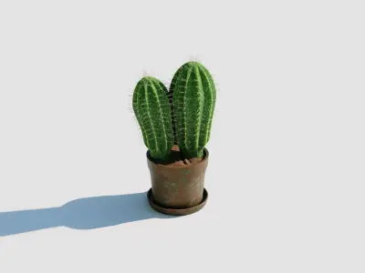 Potted Cactus Plant 3D model