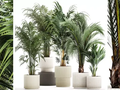 Set Of Beautiful Howea Palms In White Pots Neanthe 1408 3D model