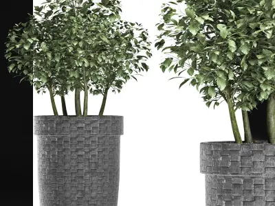 Plants Collection 170 Sageretia Theezans 3D model