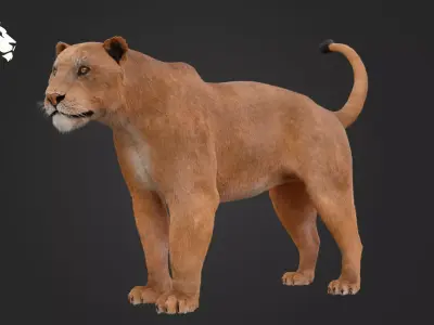 Lioness 3D model
