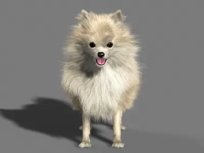 Pomeranian dog 3D model