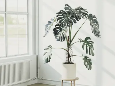 153cm Accurate High-poly Monstera Deliciosa in pot 3D model