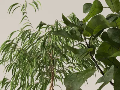 Plants collection 141 3D model