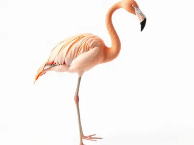 Flamingo Bird Natural Pink model pack Low-poly 3D model