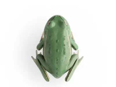 Litoria Tree Frog  Low-poly 3D model