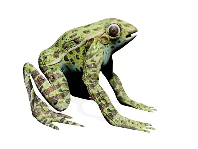 GREEN FROG Low-poly 3D model