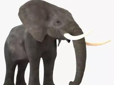 Elephant with long tusks 3D model