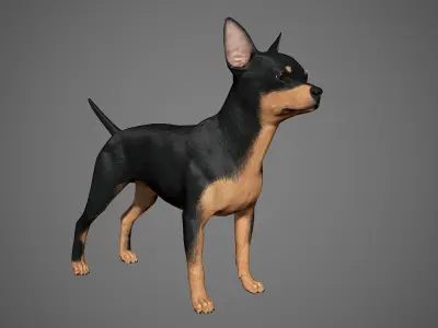 Chihuahua Real-Time Low-poly 3D model
