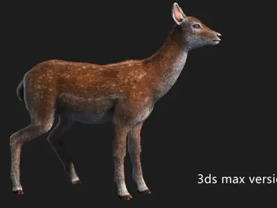 hair effect deer  3D model