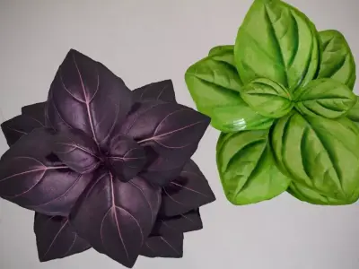 Basil Free 3D model