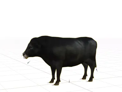 Galloway Cattle Low-poly 3D model
