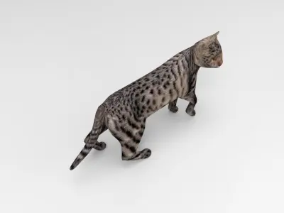 3d Cat Animated Model low poly   Low-poly 3D model
