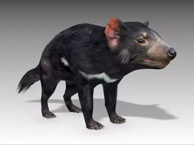 Tasmanian Devil Low-poly 3D model