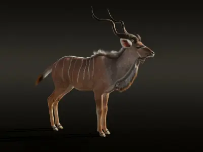 Greater Kudu Male Animated 3D model
