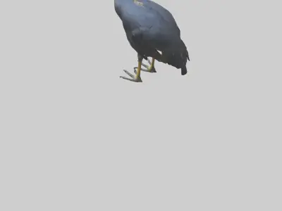 Cassowary stalking model 3D model
