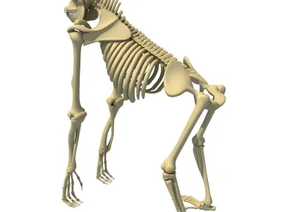 Gorilla Skeleton 3D model