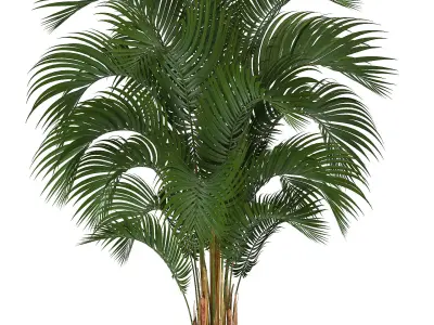 Collection of decorative palms 3D model