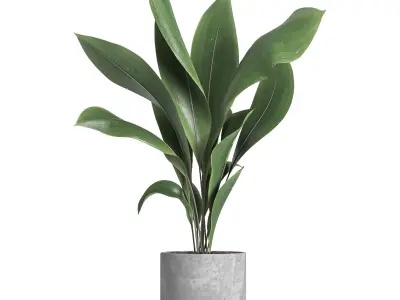 indoor plant 034 3D model