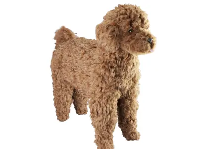 Poodle dog puppy 3D model