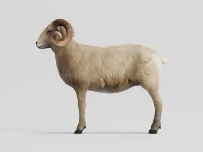 Desert Bighorn Sheep Low-poly 3D model