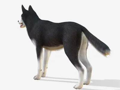 Dog - Husky Low-poly 3D model