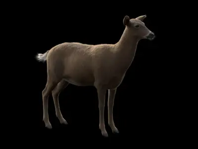 White Tailed Deer - Odocoileus Virginianus 3D model
