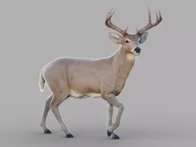 Deer 2025  ANIMATED  XGEN-CORE  3D model