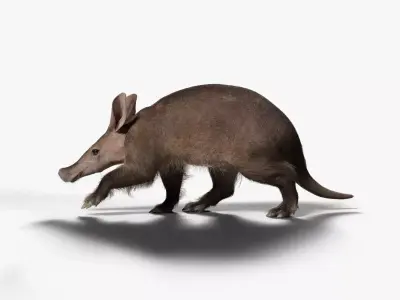 Aardvark Animated VFX Grace 3D model